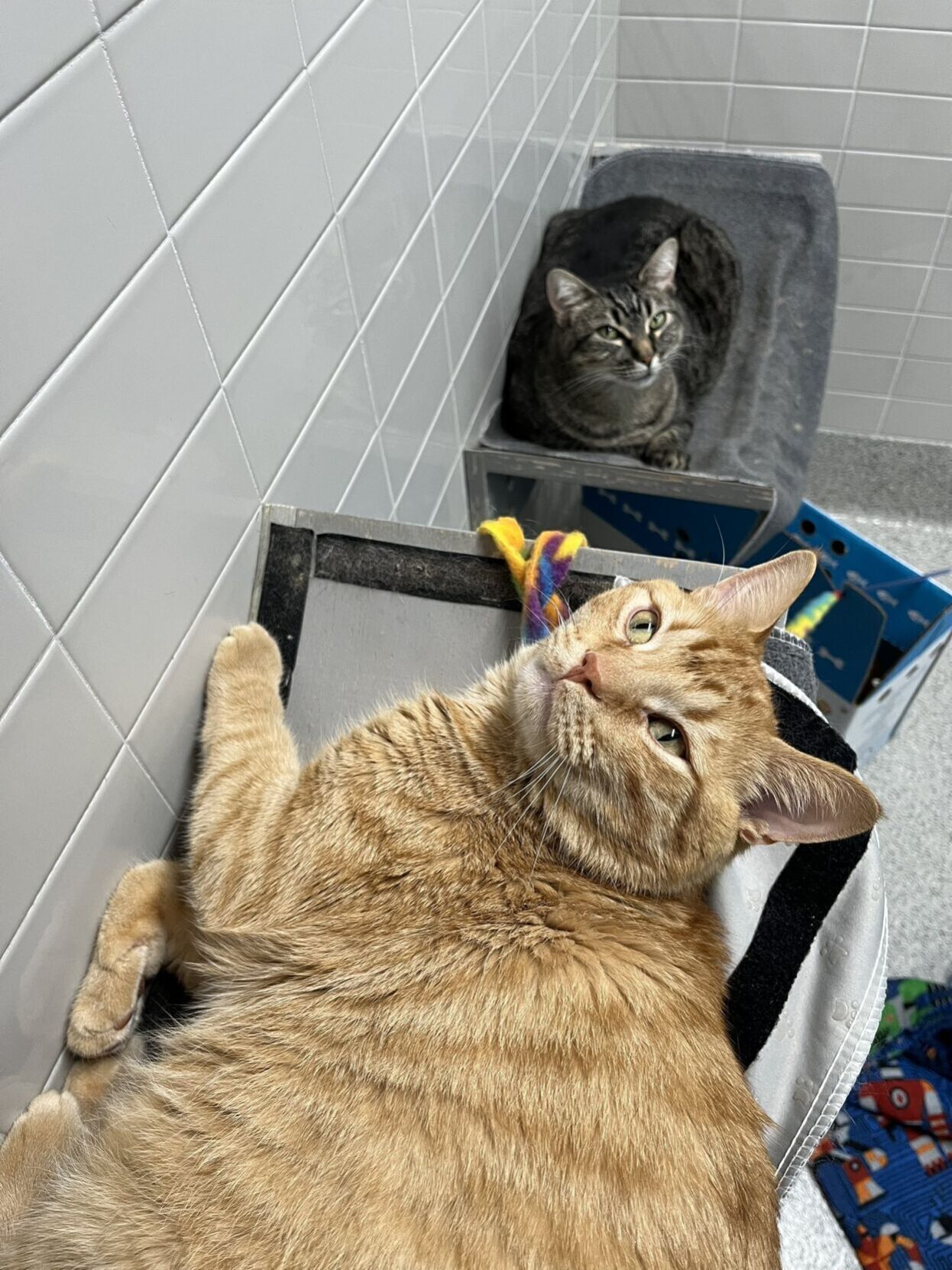 Garfield and Nova